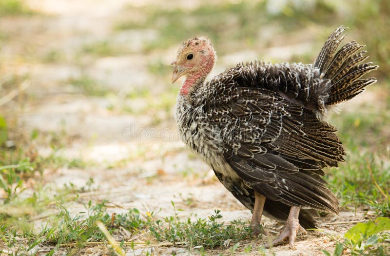 Young Tom Turkey stock image. Image of nature, wild, bird 6838241