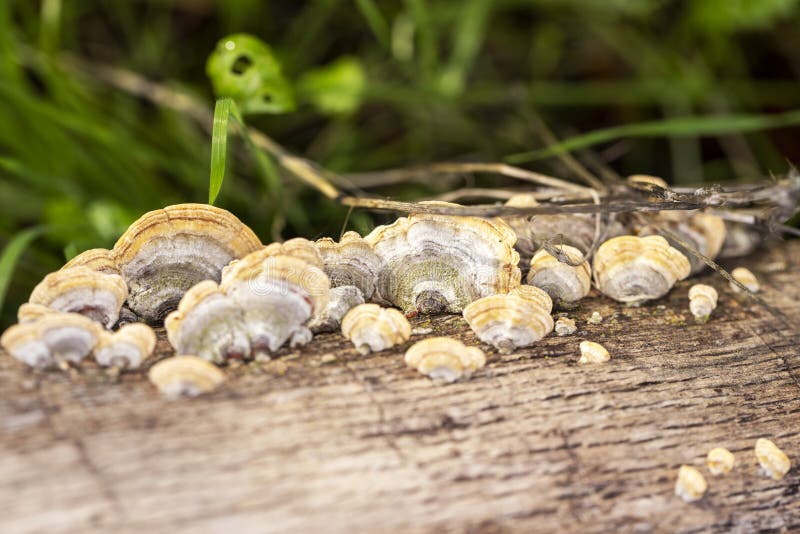 Young Turkey Tail Mushrooms Growing in Clusters on a Log Stock Photo Image of depth, field