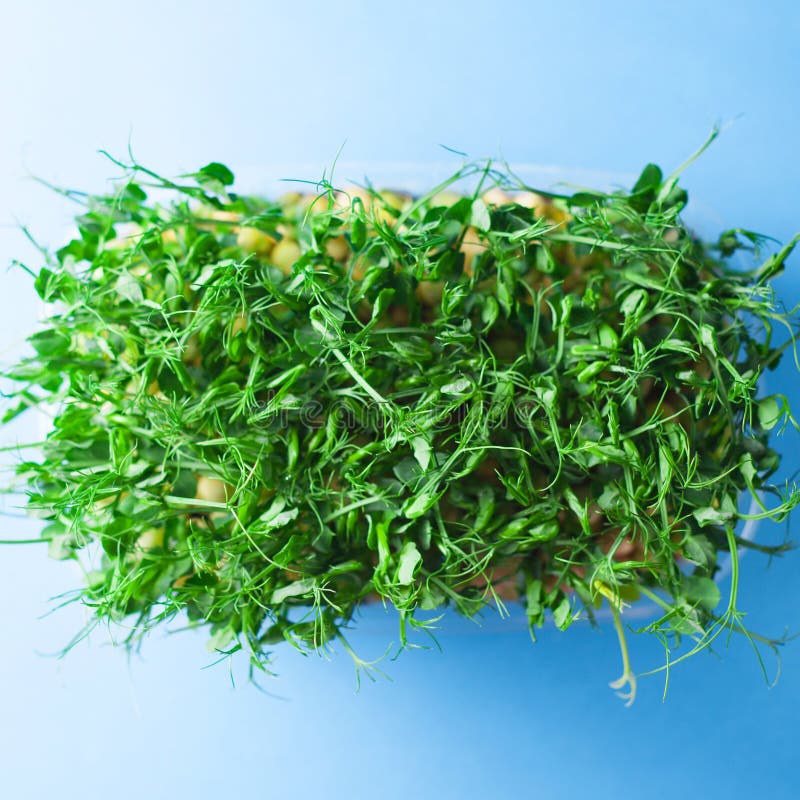 Young vegetable pea sprouts, microgreen on a blue background. organic micro sprouts grown in a plastic box