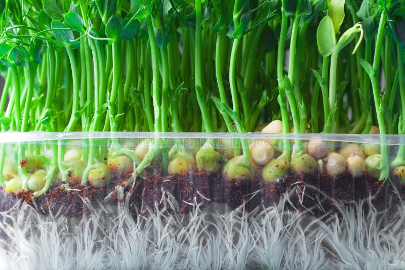 Young vegetable pea sprouts, microgreen close-up. organic micro sprouts grown in a plastic box