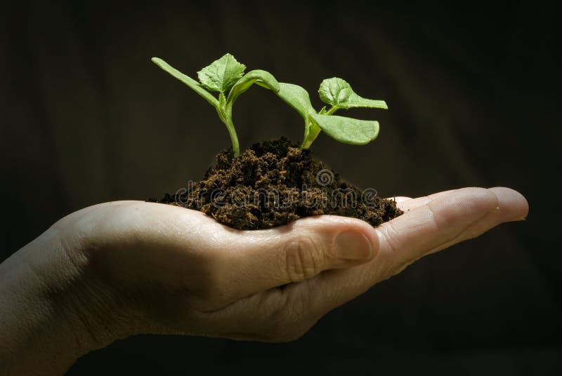 Young Vegetable Plant In Hand