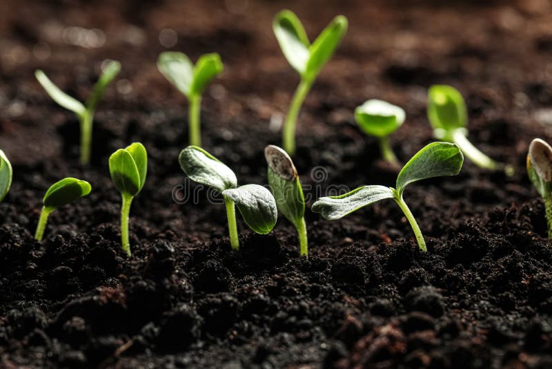 Vegetable Seedlings Growing in Soil Outdoors, Space for Text Stock