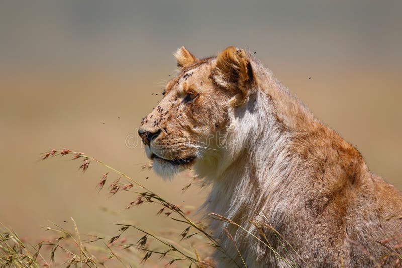 Majestic Lion Over Looking Plains Stock Photos - Free & Royalty-Free ...