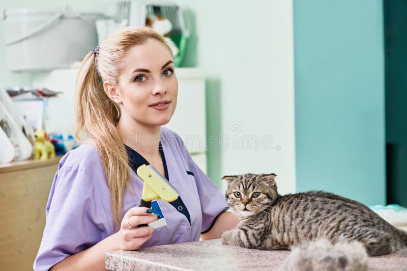 Veterinarian combing cat