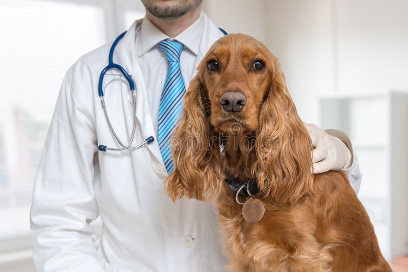 Young veterinarian doctor is examining a dog in vet clinic stock photos Young veterinarian doctor is examining a dog in vet clinic stock photos