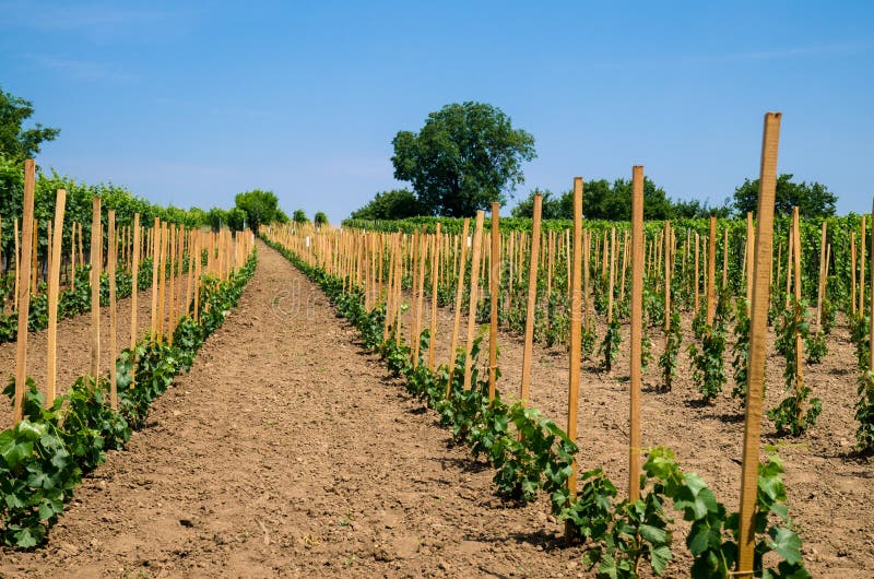 Young vineyard stock photo. Image of vineyard, nature 57112812
