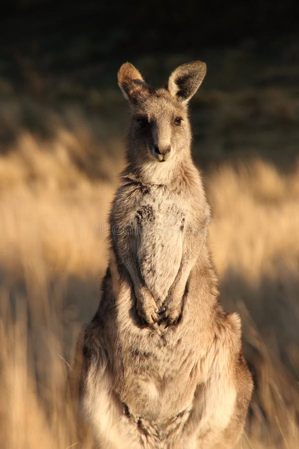 Young Wallaby stock photo. Image of wallaby, ears, australia 23027222
