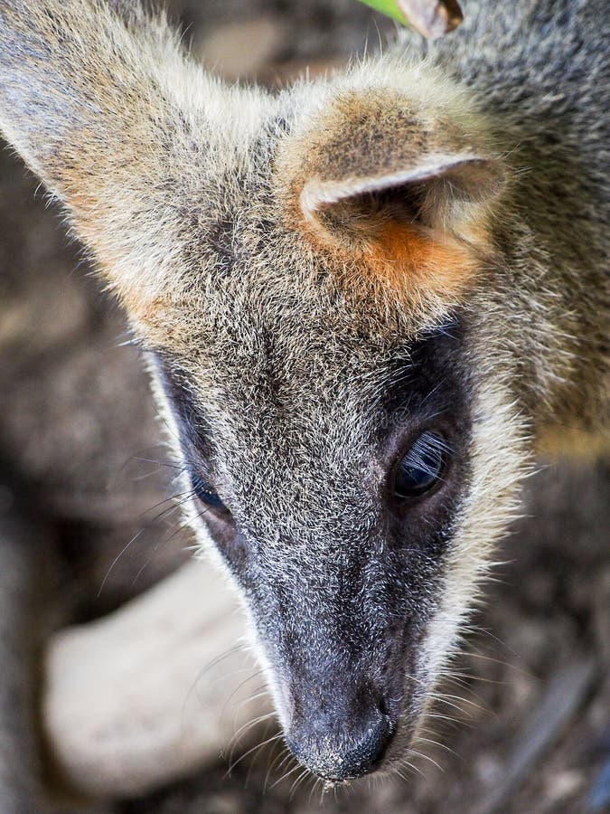 Young wallaby stock image. Image of australia, macropod 2101401