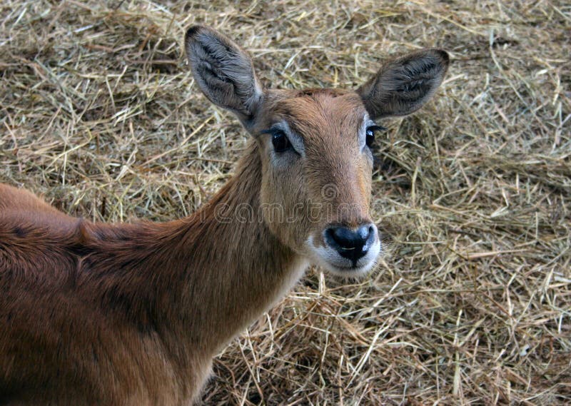 Young waterbuck