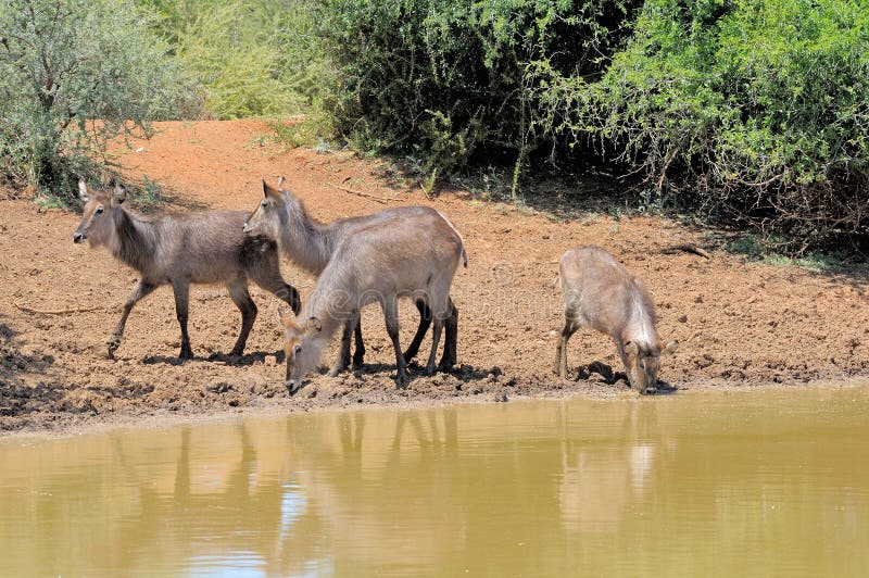 Young Waterbuck royalty free stock photos Young Waterbuck royalty free stock photos