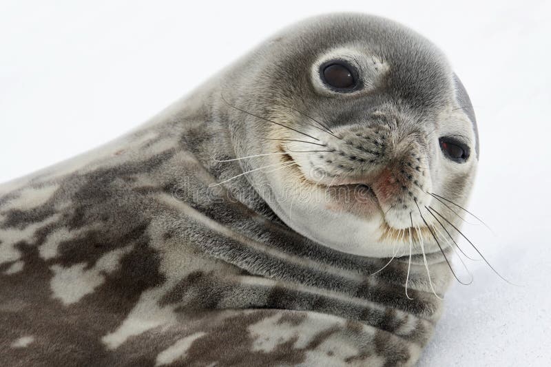 Young Weddel Seal (Leptonychotes weddellii) on sea ice off the coast of Antarctica. Young Weddel Seal (Leptonychotes weddellii) on sea ice off the coast of Antarctica