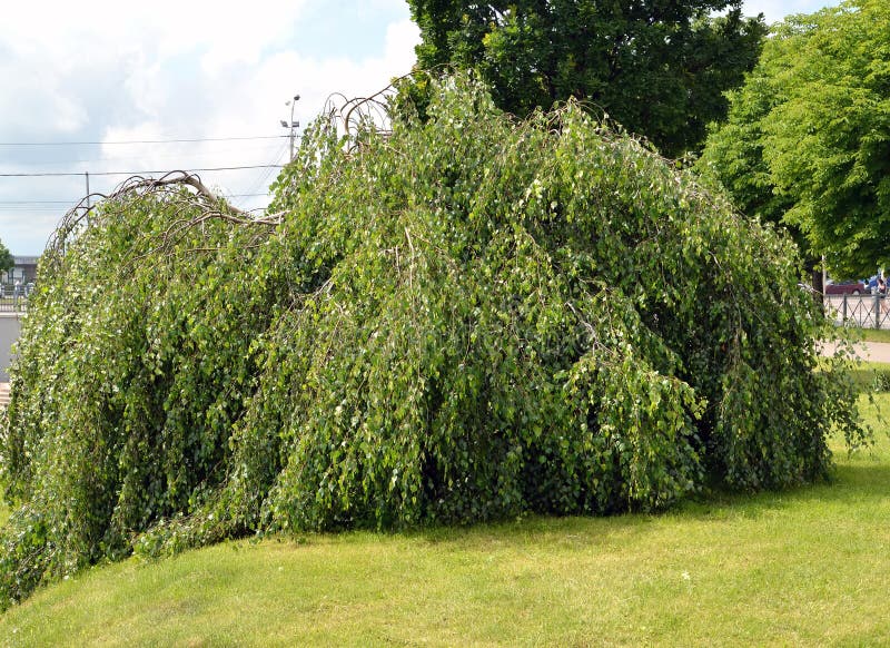 Young weeping birch Betula pendula `Youngii` in an urban landscape stock photos Young weeping birch Betula pendula `Youngii` in an urban landscape stock photos