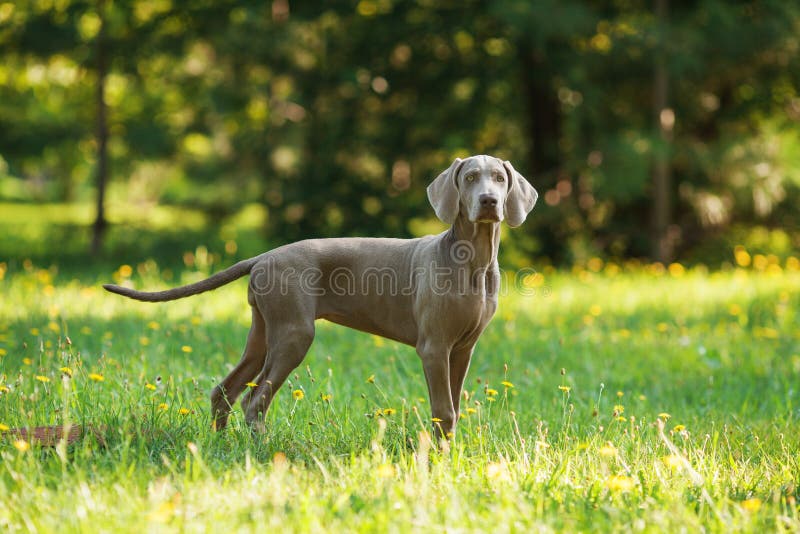 Young weimaraner dog outdoors on green grass