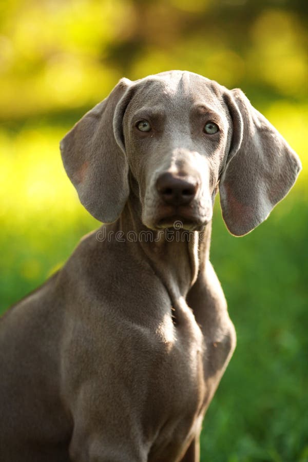 Young weimaraner dog outdoors on green grass