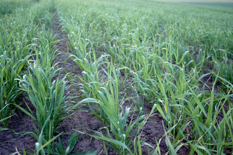 Young wheat