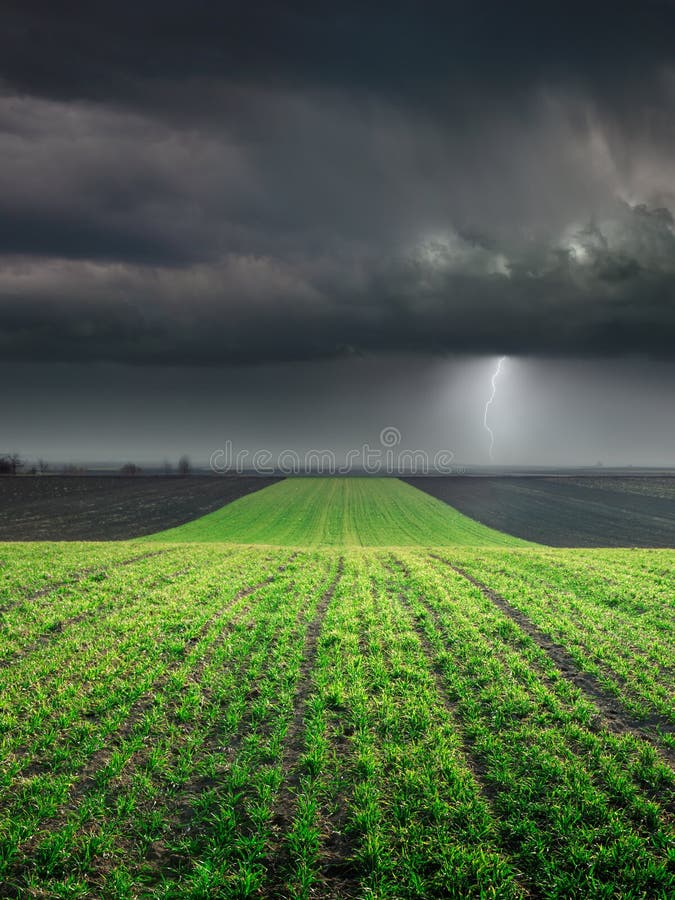 Young wheat crop in field against large storm