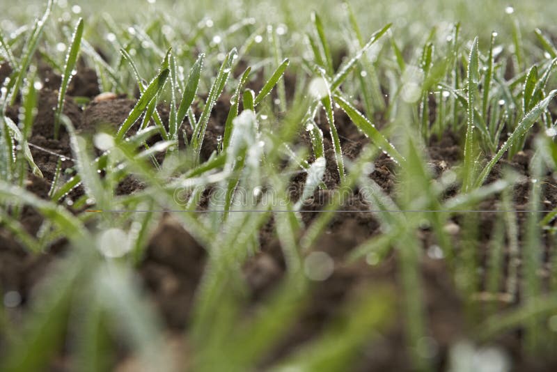 Young wheat plants