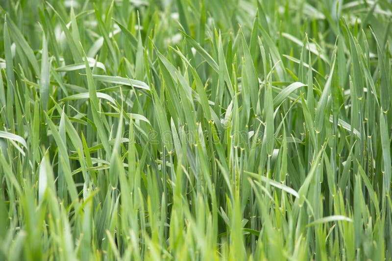 Young wheat seedlings growing in a field. Green wheat growing in soil. Close up on sprouting rye agricultural on a field