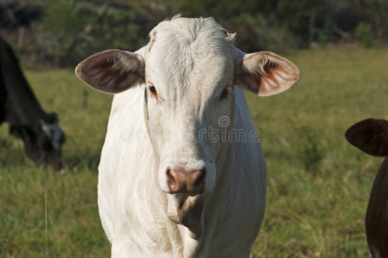 A young, white Brahman breed heifer outdoors in summer on pasture. Brahman stock images, royalty-free photos and pictures