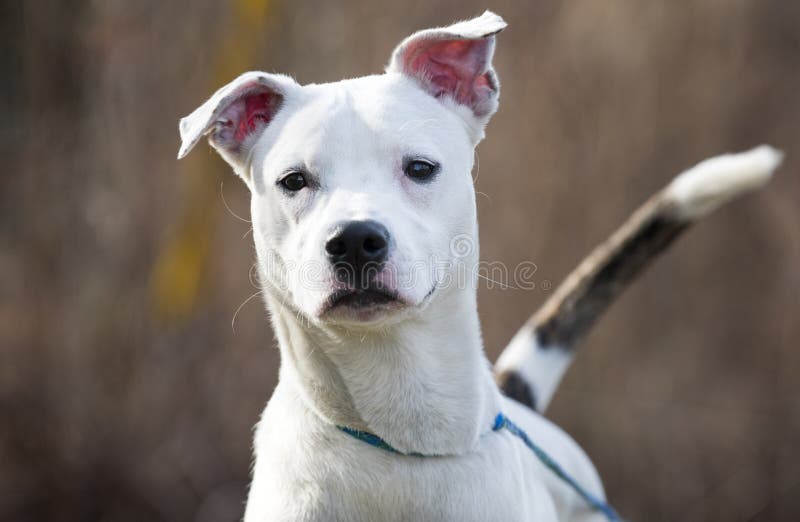 Young white and brindle puppy dog wagging tail adoption photo royalty free stock photos Young white and brindle puppy dog wagging tail adoption photo royalty free stock photos