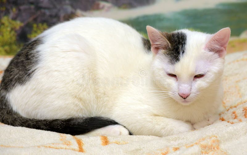 Young White Cat with Black Spots Lies Stock Image Image of backgrounds, bedroom 171901447