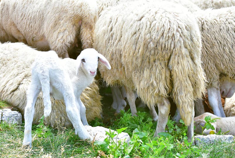 A young white cute baby sheep royalty free stock images A young white cute baby sheep royalty free stock images