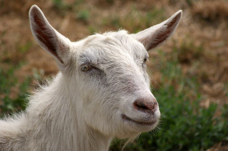 White hornless goat stock photo. Image of meadow, dairy 48966592