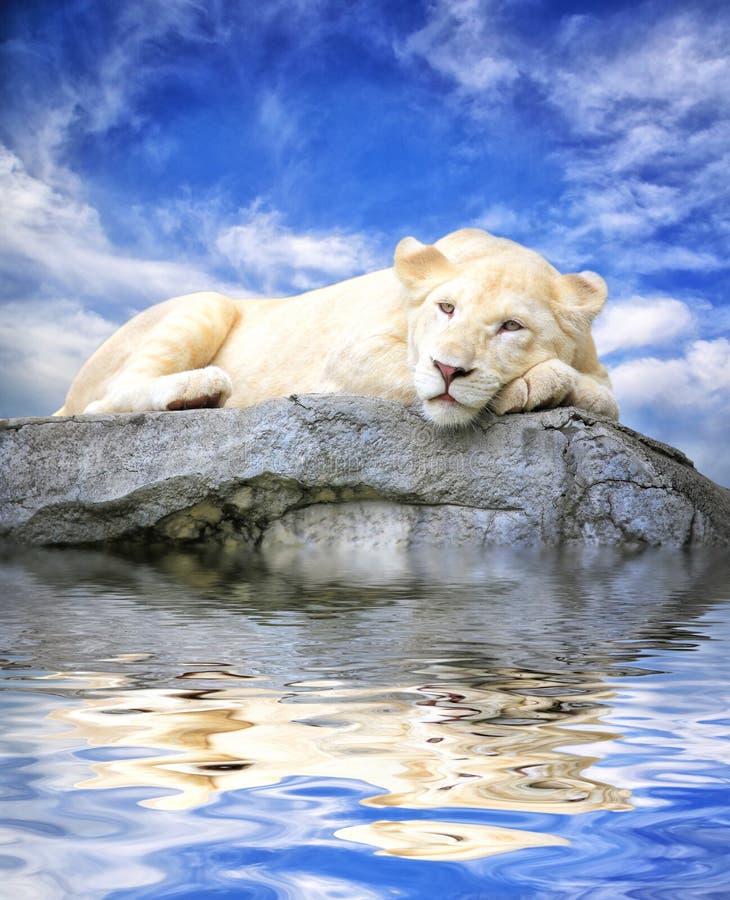 Young white lion sleep on the rock with reflections in water