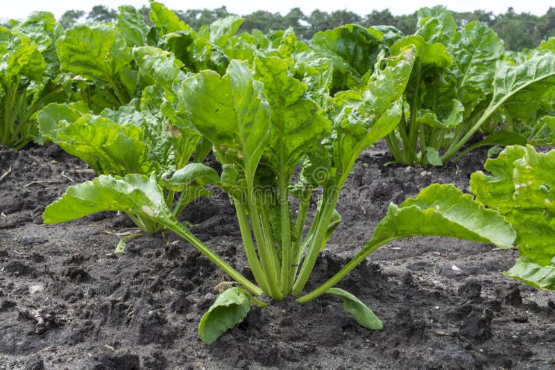 Young White Radish Plants Growing on Farming Fields Stock Photo Image