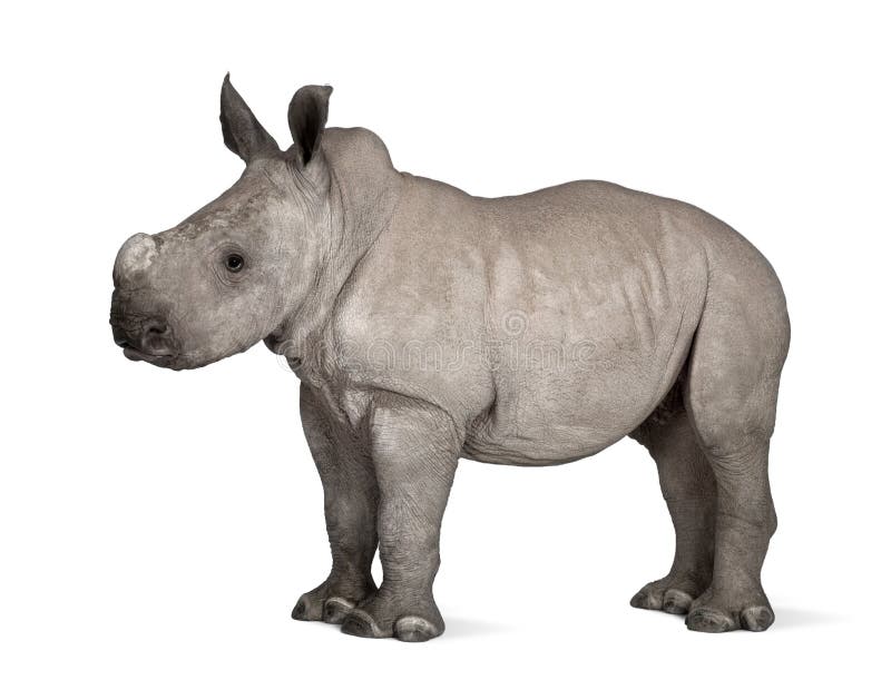 young White Rhinoceros or Square-lipped rhinoceros - Ceratotheri royalty free stock photo young White Rhinoceros or Square-lipped rhinoceros - Ceratotheri royalty free stock photo