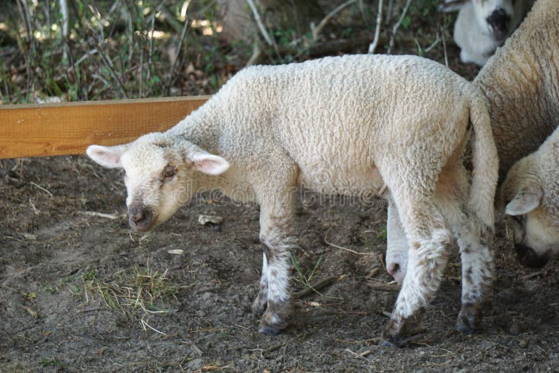 1,077 Sheep Lamp Stock Photos - Free & Royalty-Free Stock Photos from Dreamstime 1,077 Sheep Lamp Stock Photos - Free & Royalty-Free Stock Photos from Dreamstime