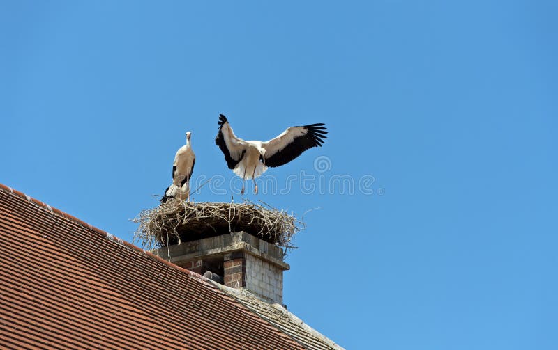 Young white stork (Ciconia ciconia) trying to fly for the first time, Rust, Burgenland, Austria