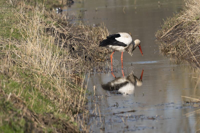 Young white stork in field in Holland