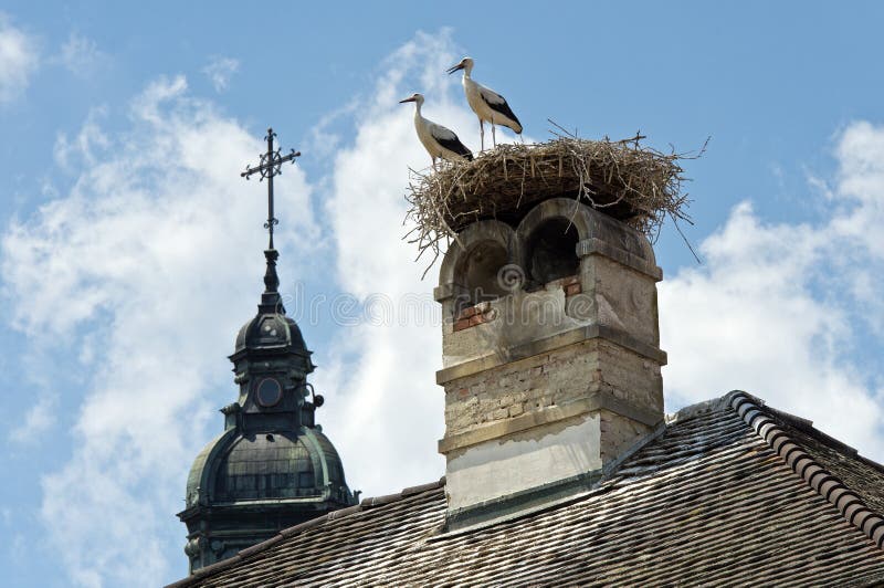 Two young white storks (Ciconia ciconia) standing on the nest, Rust, Burgenland, Austria