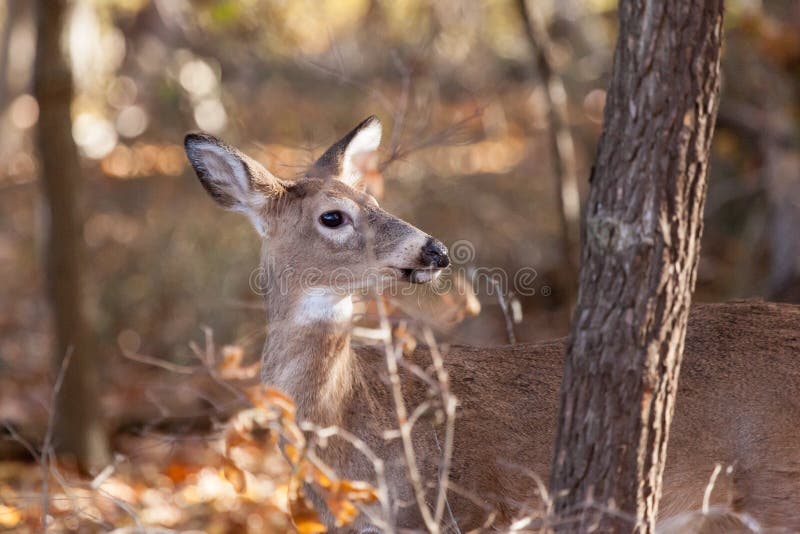 Young Whitetailed Deer Doe stock photo. Image of whitetail 80087668