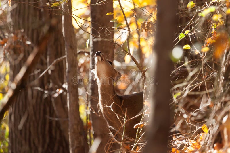 Young Whitetailed Deer Doe stock photo. Image of deer 80087832