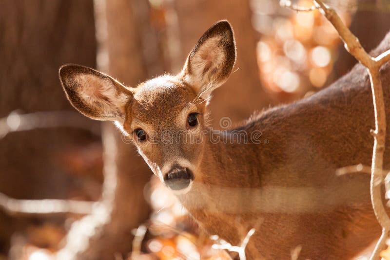 Young Whitetailed Deer Doe stock photo. Image of tailed 80088176