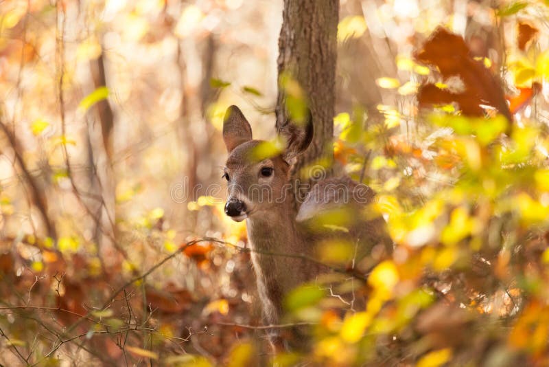 Young Whitetailed Deer Doe stock image. Image of species 80087329