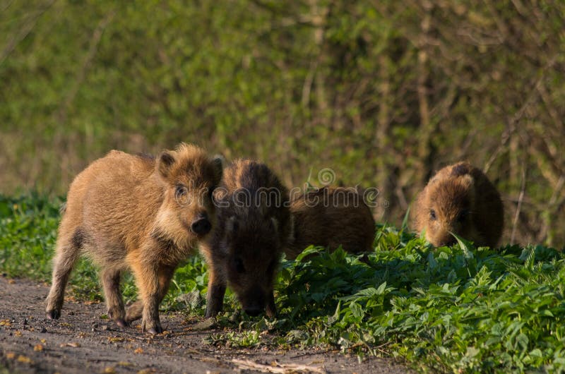 Young Wild Boar Piglets Play by the Road. Stock Photo Image of animal