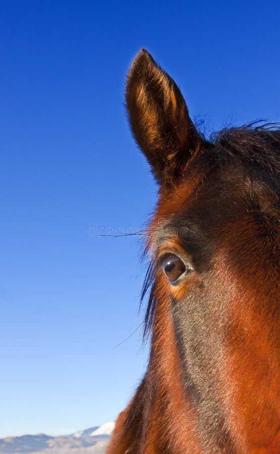 Young Wild Horse Close Up