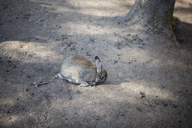 Young Wild Rabbit Feeding on Cut Grass Stock Photo Image of hare