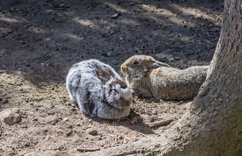 Young Wild Rabbit Feeding on Cut Grass Stock Image Image of baby