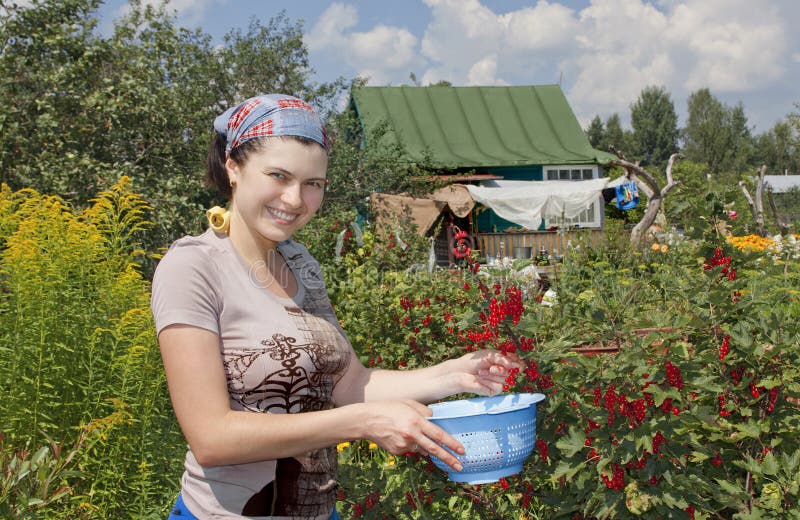 Young woman with crop of red currant in garden .