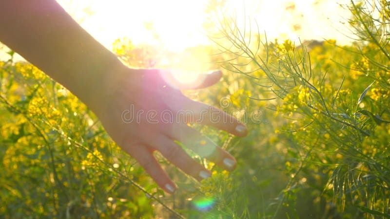 Young woman hand passing through a wild meadow field. Female hand touching wild flowers close-up
