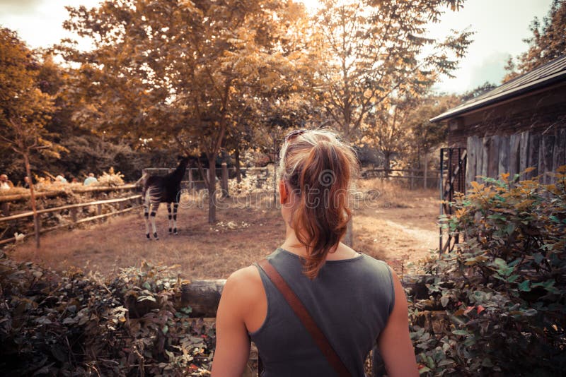 Young woman looking at animals in the zoo royalty free stock photos Young woman looking at animals in the zoo royalty free stock photos