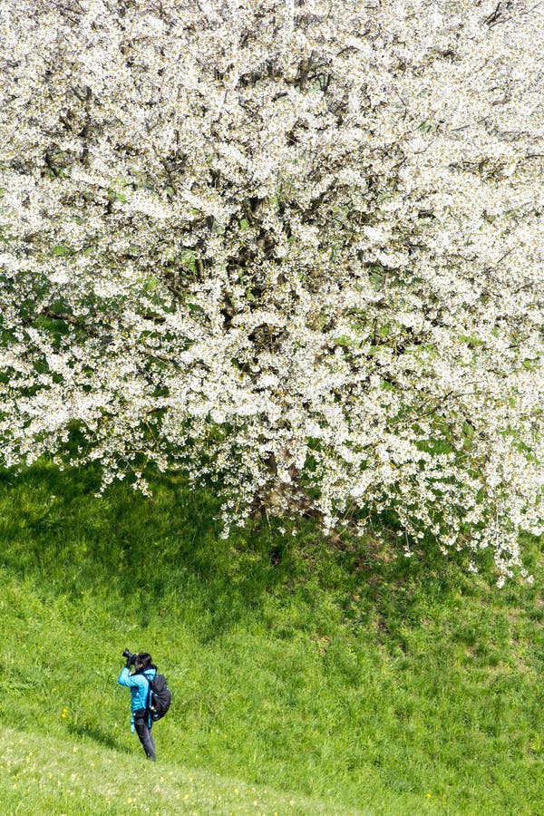A young woman is photographing a huge blooming cherry tree stock photography A young woman is photographing a huge blooming cherry tree stock photography