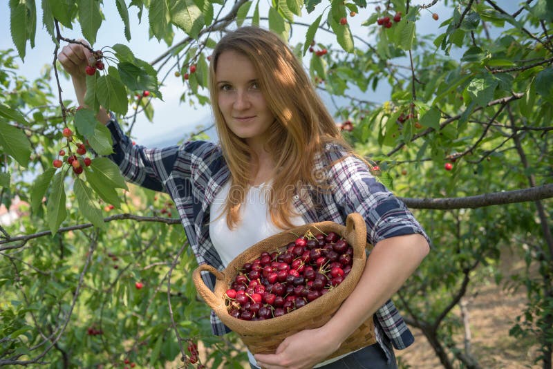 Young Woman Picking Cherries Stock Photo - Image of nature, look: 118967002