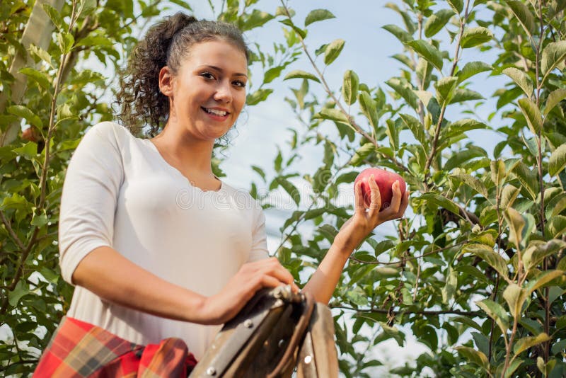 Young woman picking red apples in an orchard.