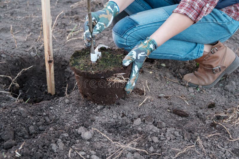 a young woman planting an Apple tree in the garden near the house