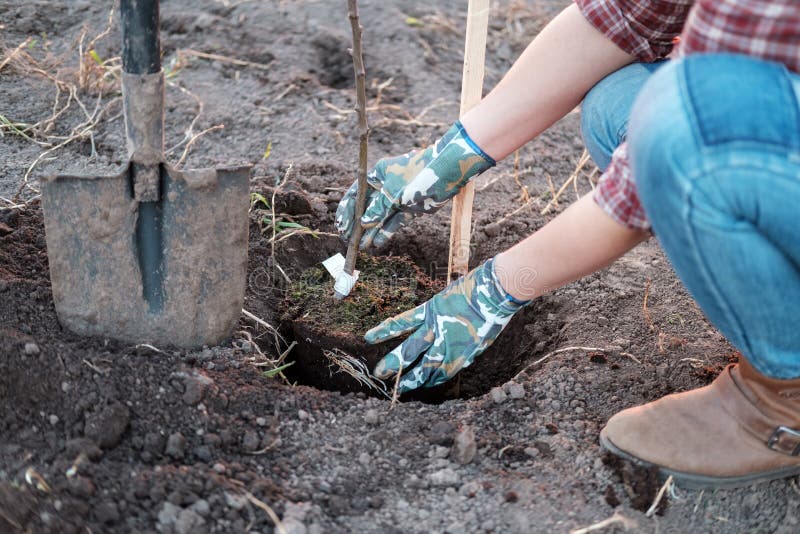 A young woman planting an Apple tree in the garden near the house